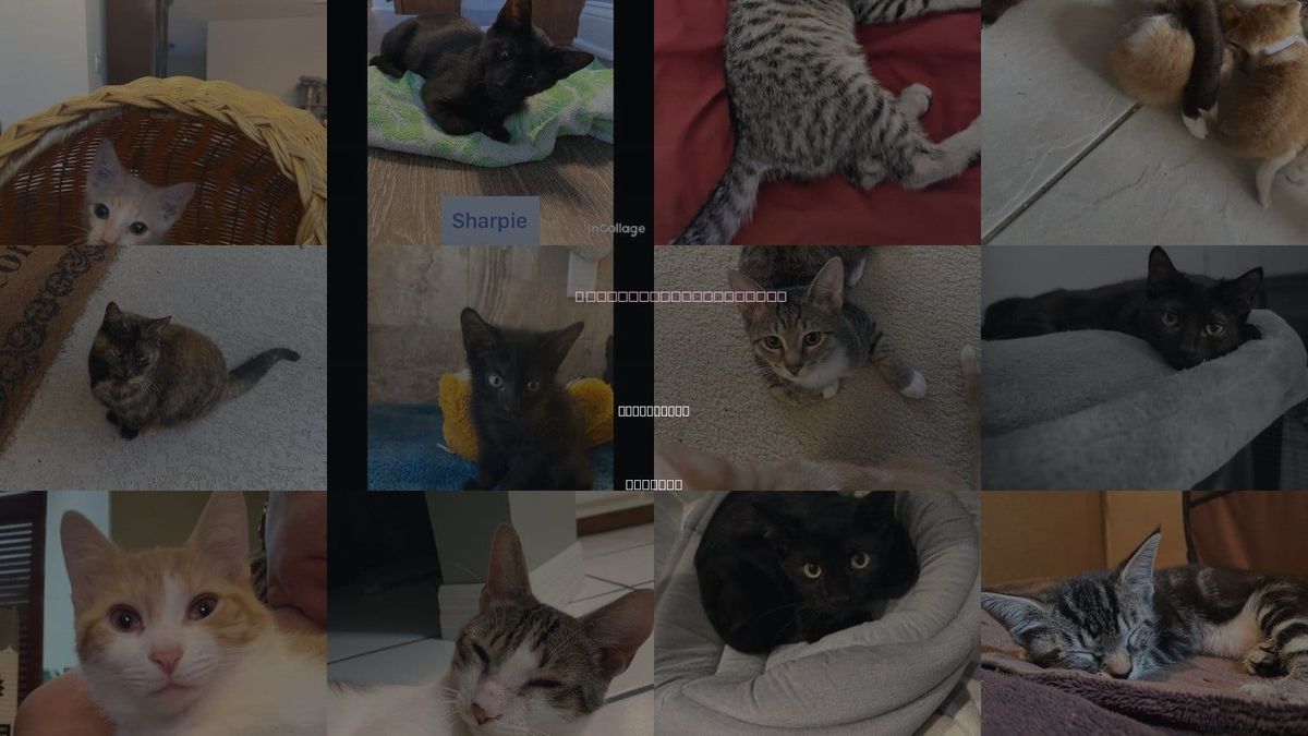 Cats for Adoption in Palm Coast, Florida