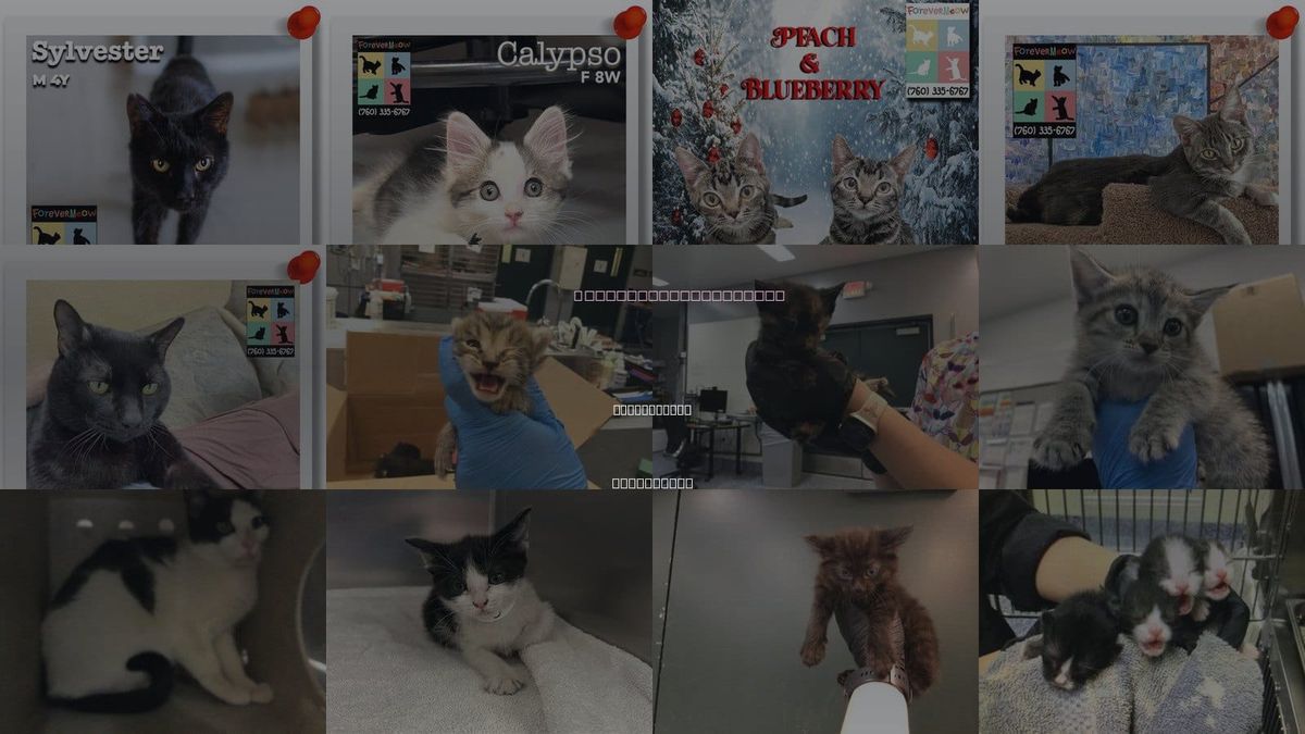 Cats for Adoption in Palm Desert, California