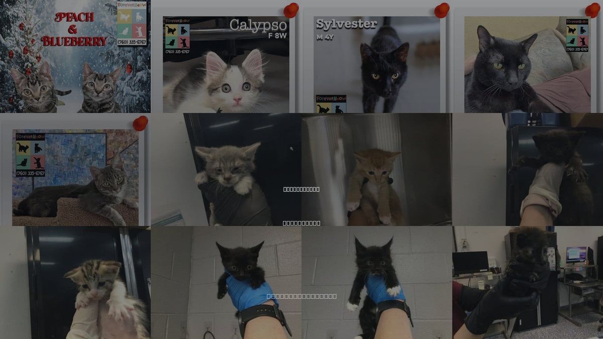 Cats for Adoption in Palm Desert, California