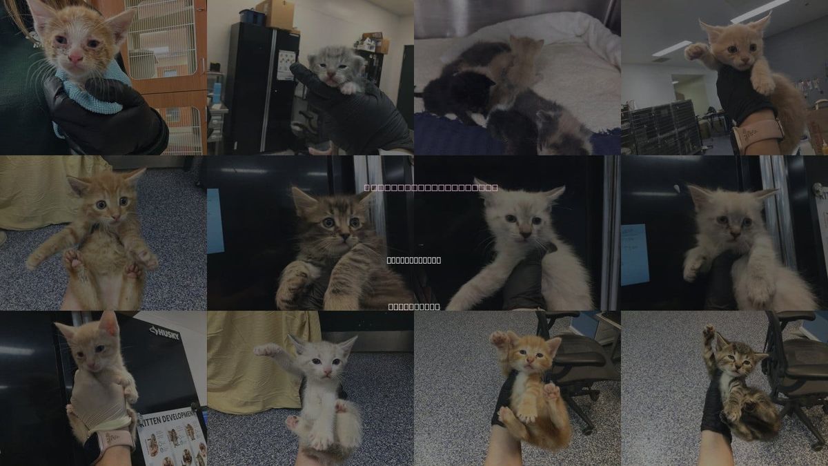 Cats for Adoption in Palm Springs, California