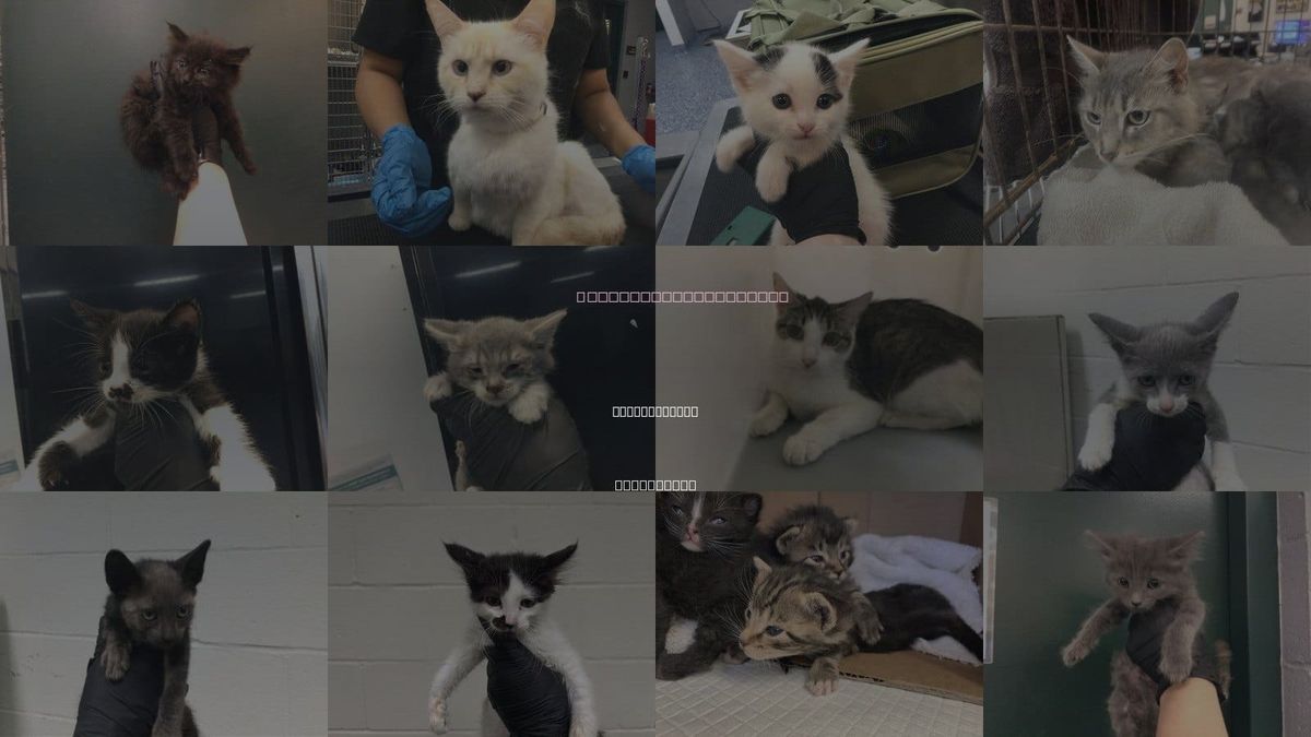 Cats for Adoption in Palm Springs, California
