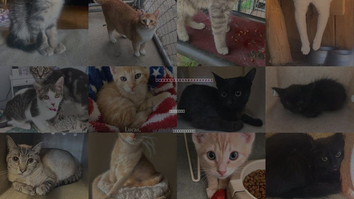 Cats for Adoption in Palmdale, California