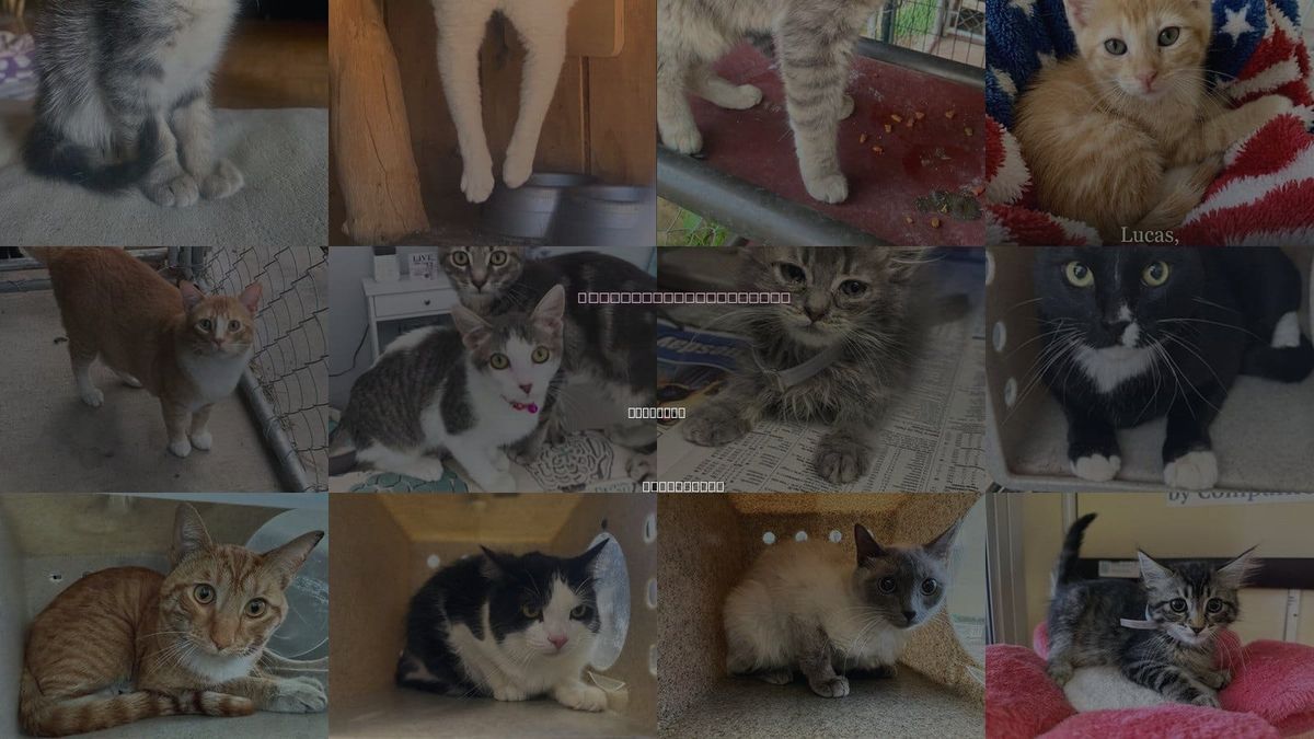 Cats for Adoption in Palmdale, California