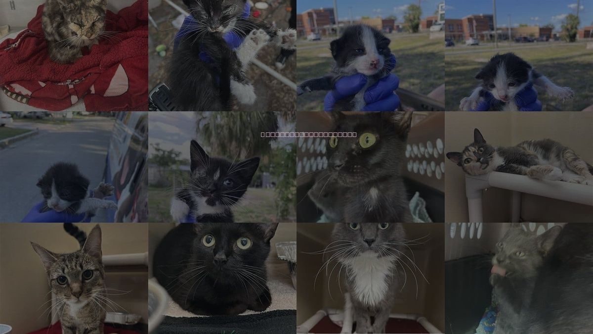 Cats for Adoption in Palmetto, Florida