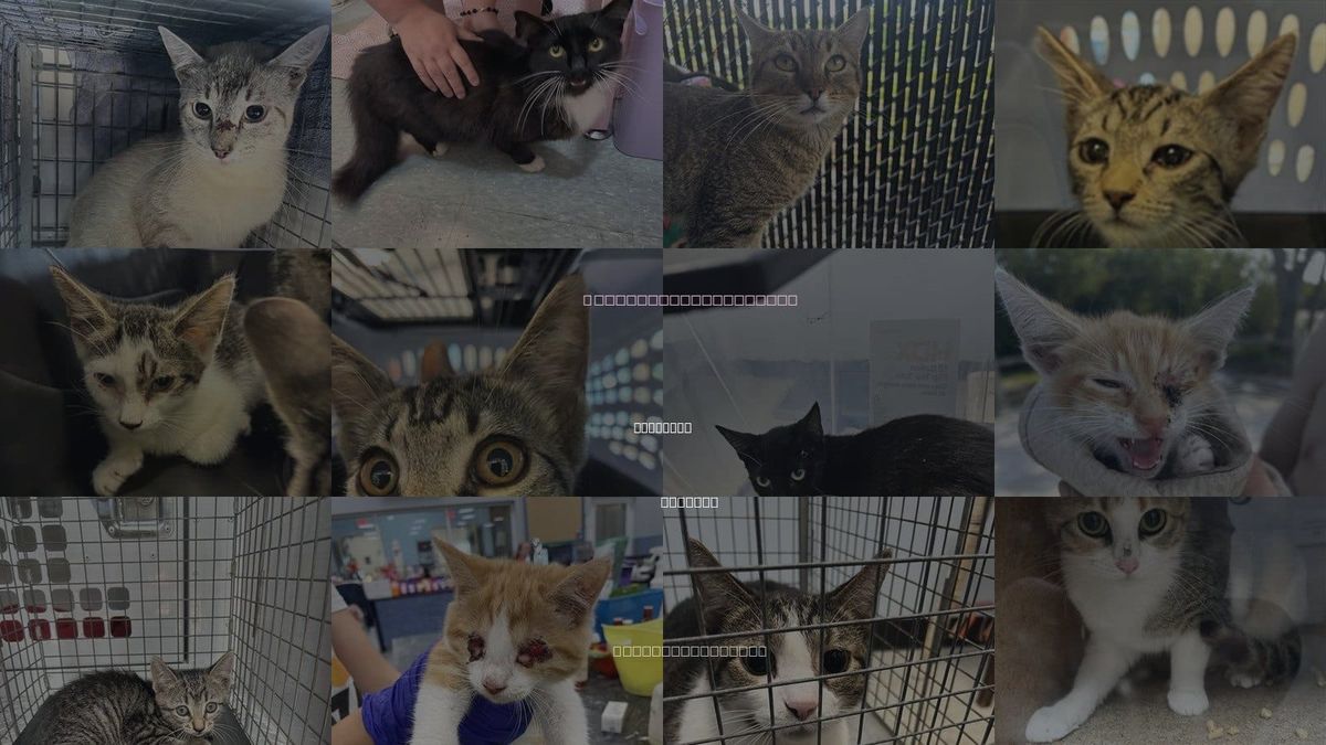 Cats for Adoption in Palmetto, Florida