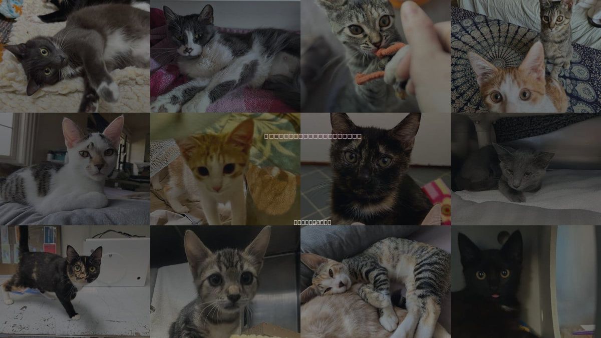 Cats for Adoption in Palo Alto, California
