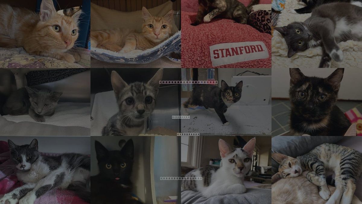 Cats for Adoption in Palo Alto, California