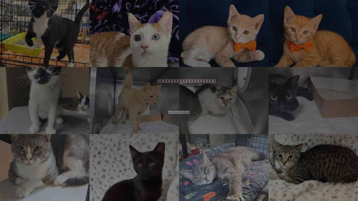 Cats for Adoption in Panama City, Florida