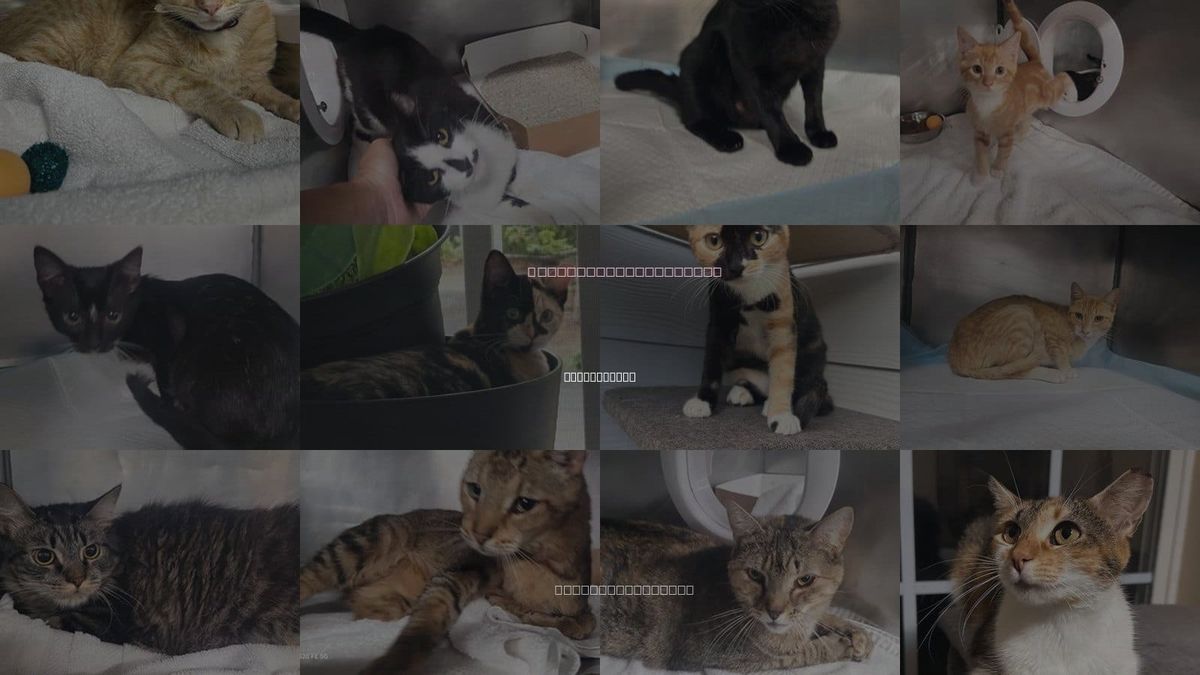 Cats for Adoption in Panama City, Florida