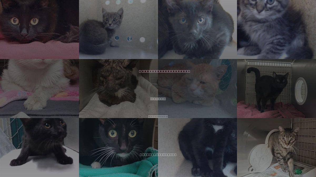 Cats for Adoption in Paramount, California