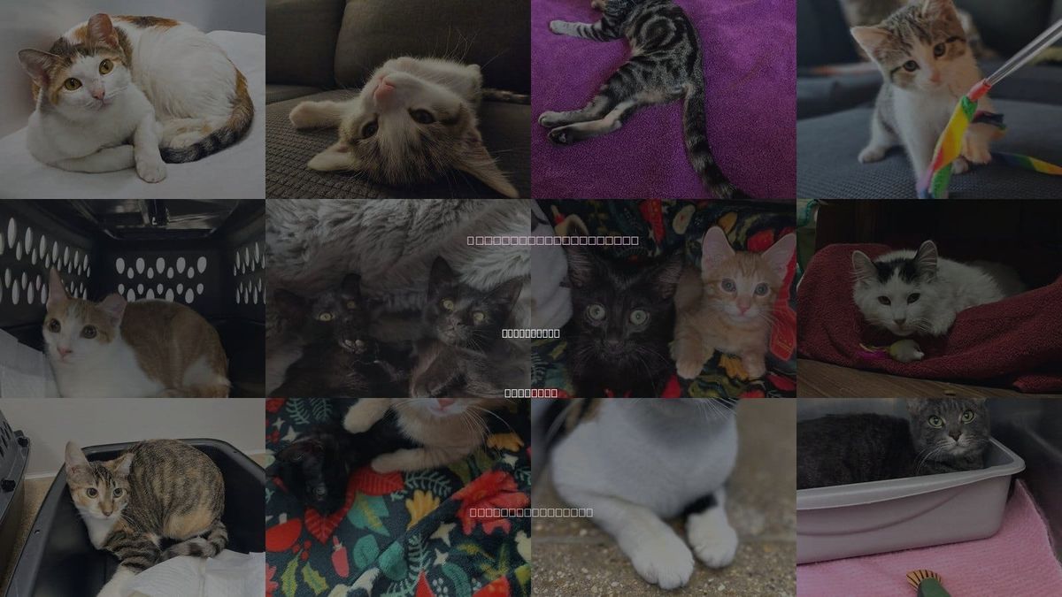 Cats for Adoption in Park Ridge, Illinois