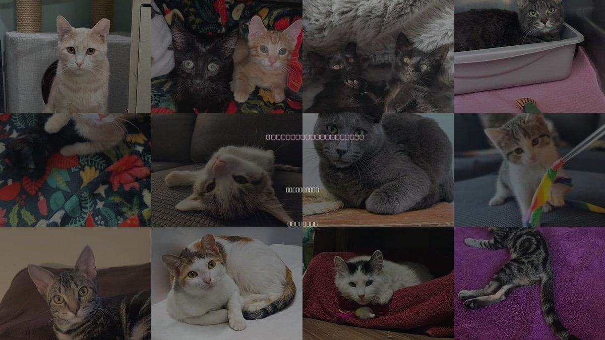 Cats for Adoption in Park Ridge, Illinois