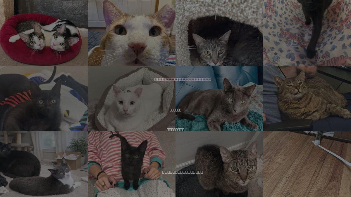 Cats for Adoption in Parker, Colorado