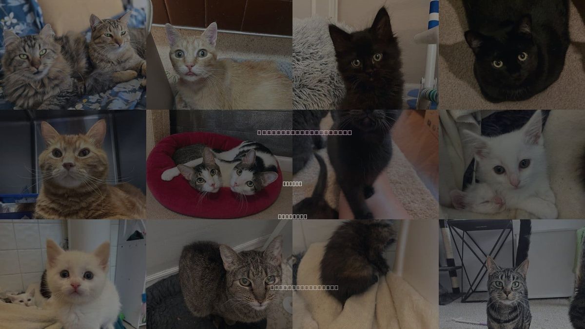 Cats for Adoption in Parker, Colorado