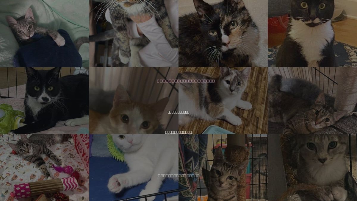 Cats for Adoption in Parker Ford, Pennsylvania