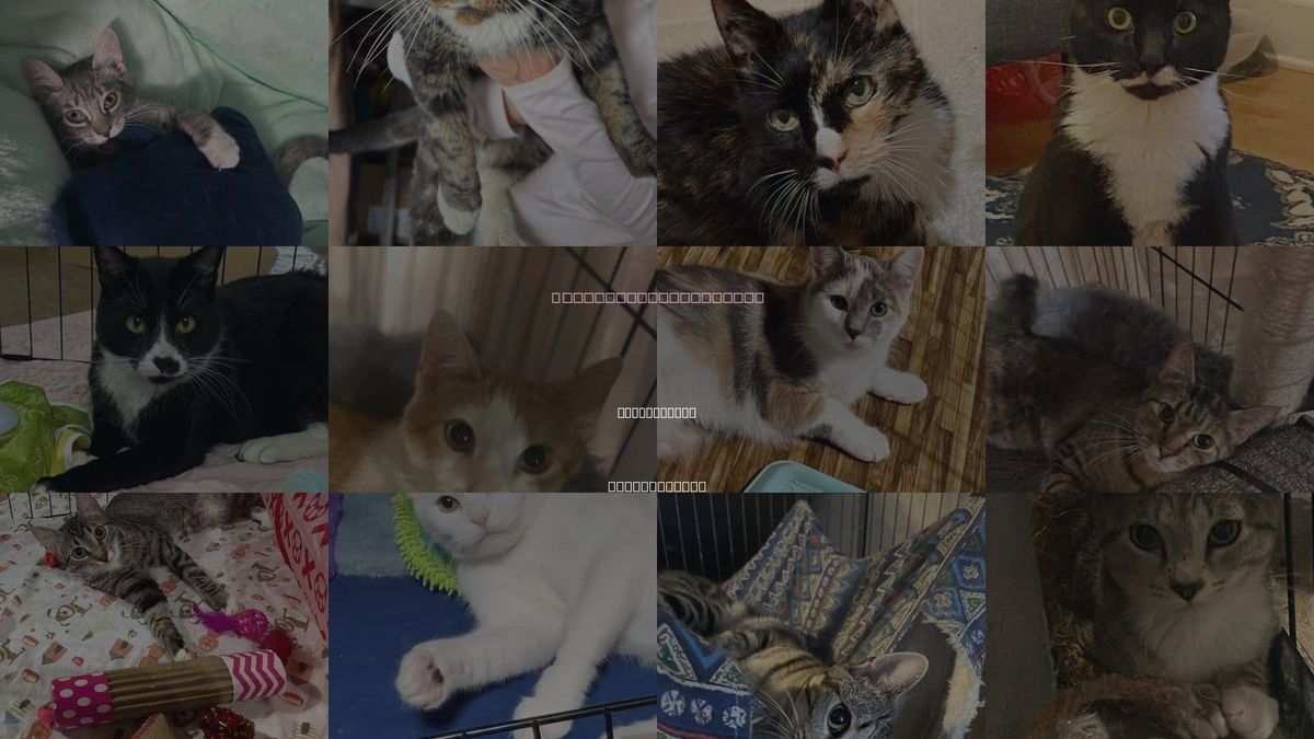 Cats for Adoption in Parker Ford, Pennsylvania