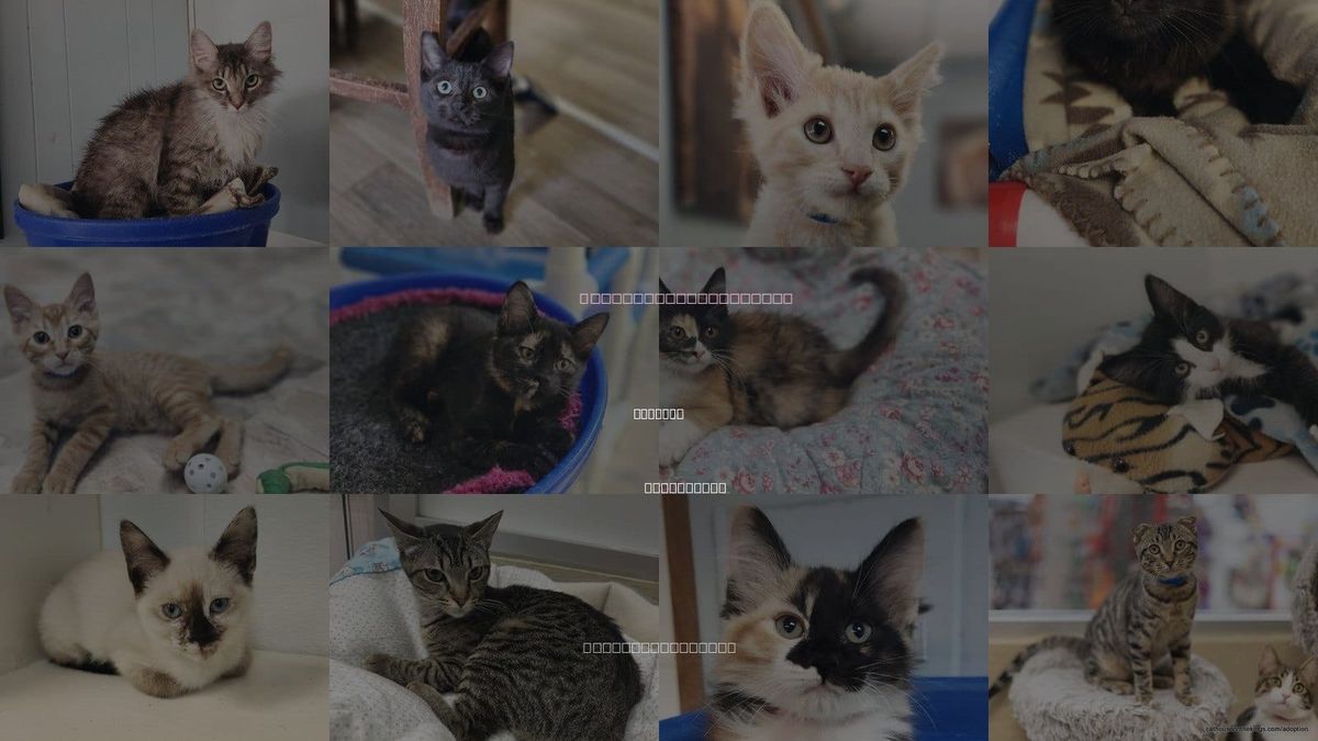 Cats for Adoption in Parlier, California
