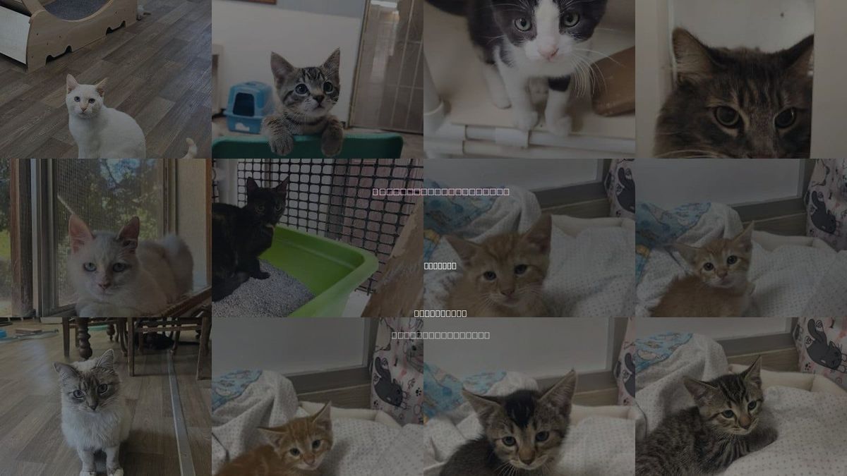 Cats for Adoption in Parlier, California