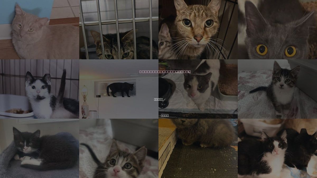 Cats for Adoption in Parma, Ohio