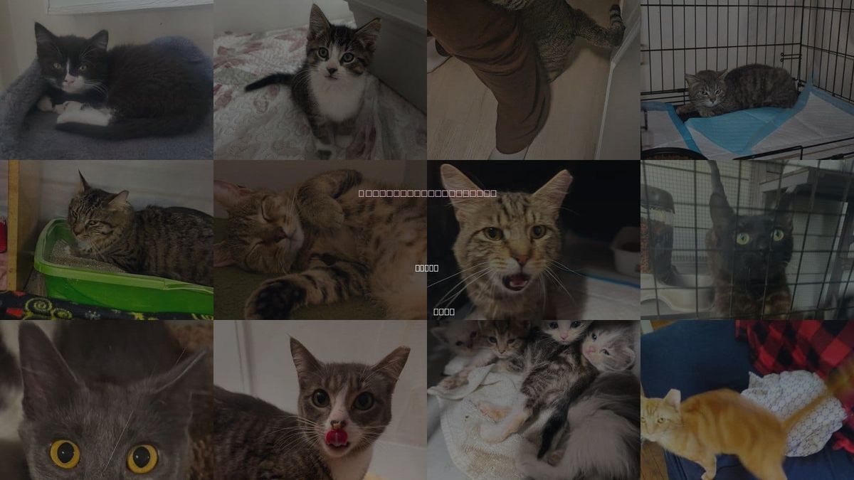Cats for Adoption in Parma, Ohio