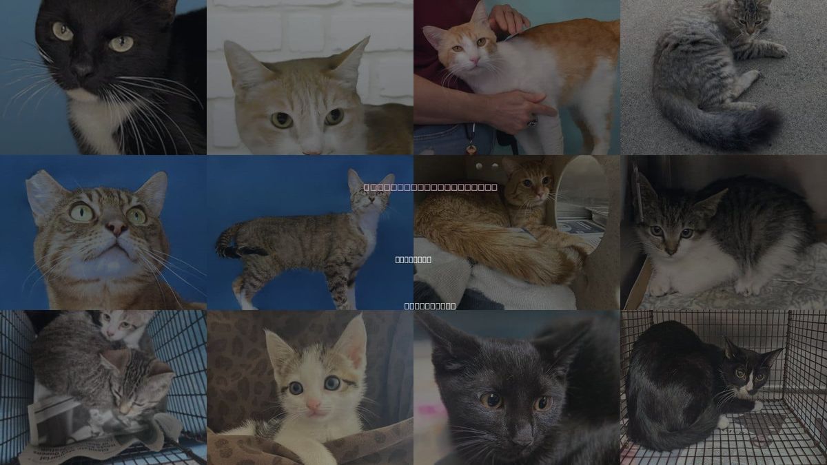 Cats for Adoption in Pasadena, California