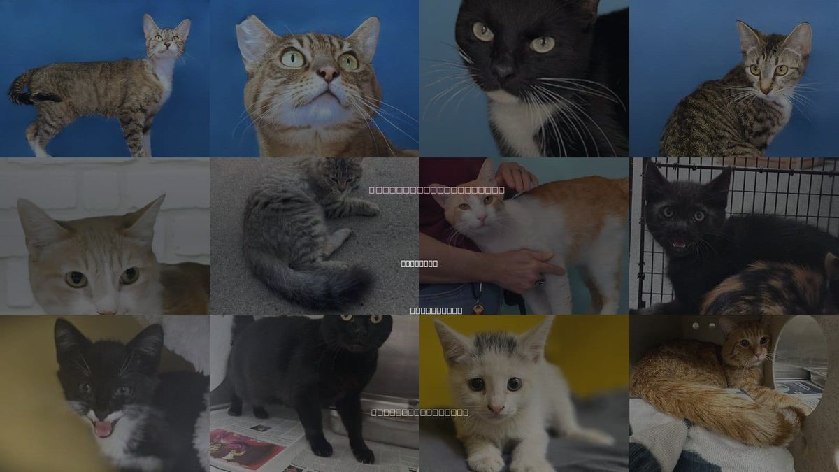 Cats for Adoption in Pasadena, California