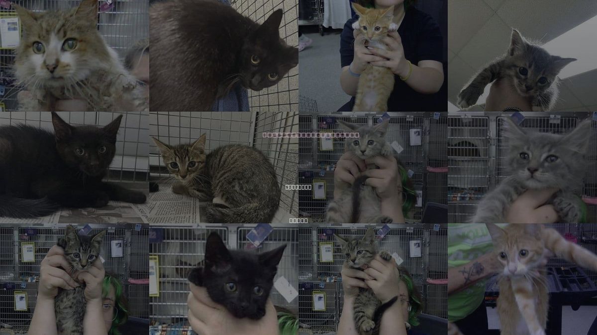 Cats for Adoption in Pasadena, Texas