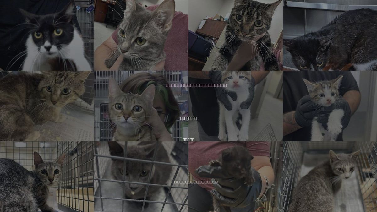 Cats for Adoption in Pasadena, Texas