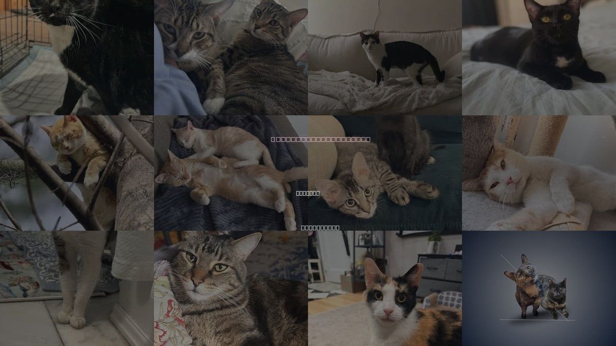 Cats for Adoption in Passaic, New Jersey