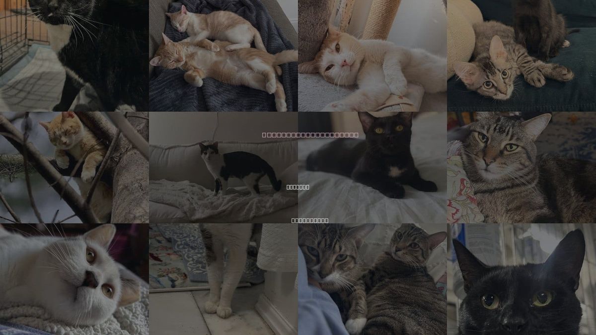Cats for Adoption in Passaic, New Jersey