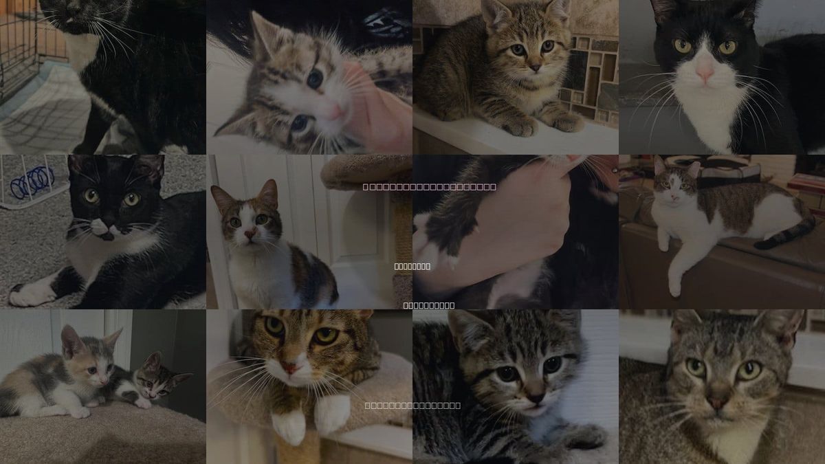 Cats for Adoption in Paterson, New Jersey
