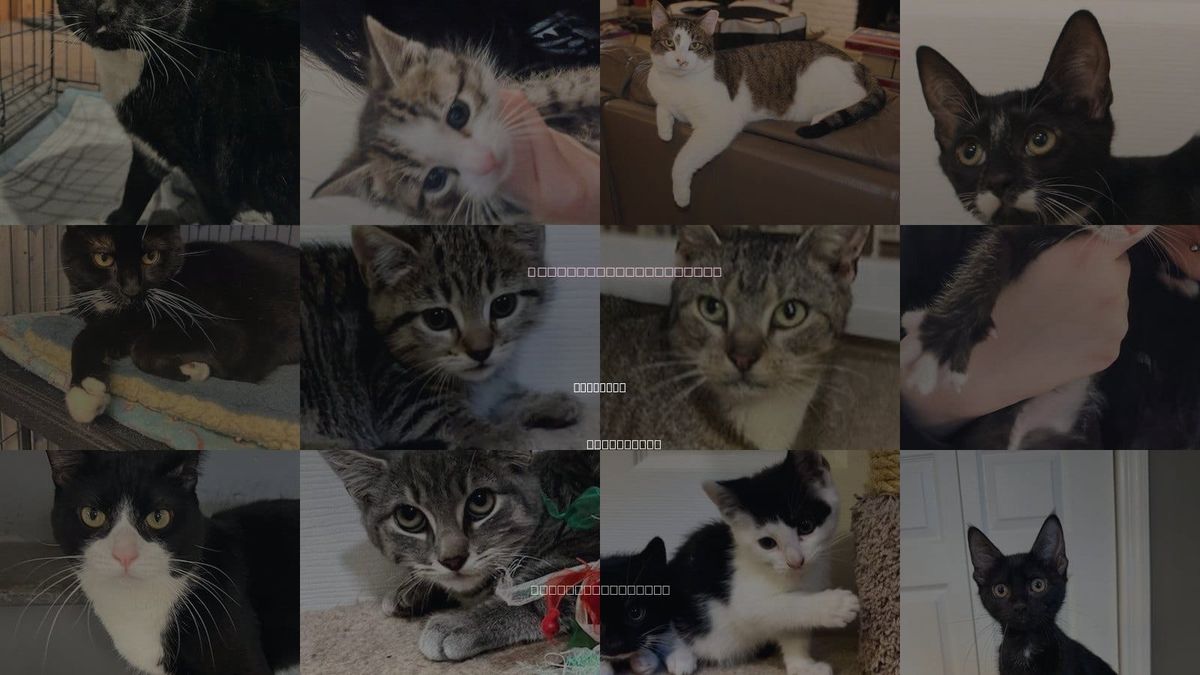 Cats for Adoption in Paterson, New Jersey