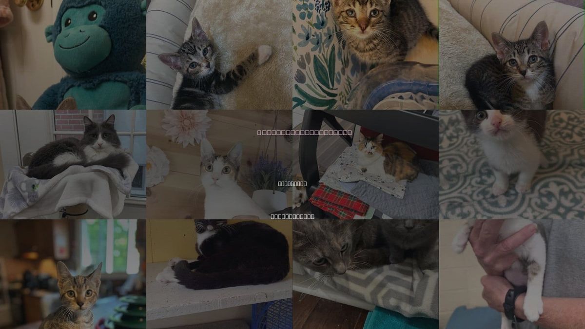 Cats for Adoption in Pawtucket, Rhode Island