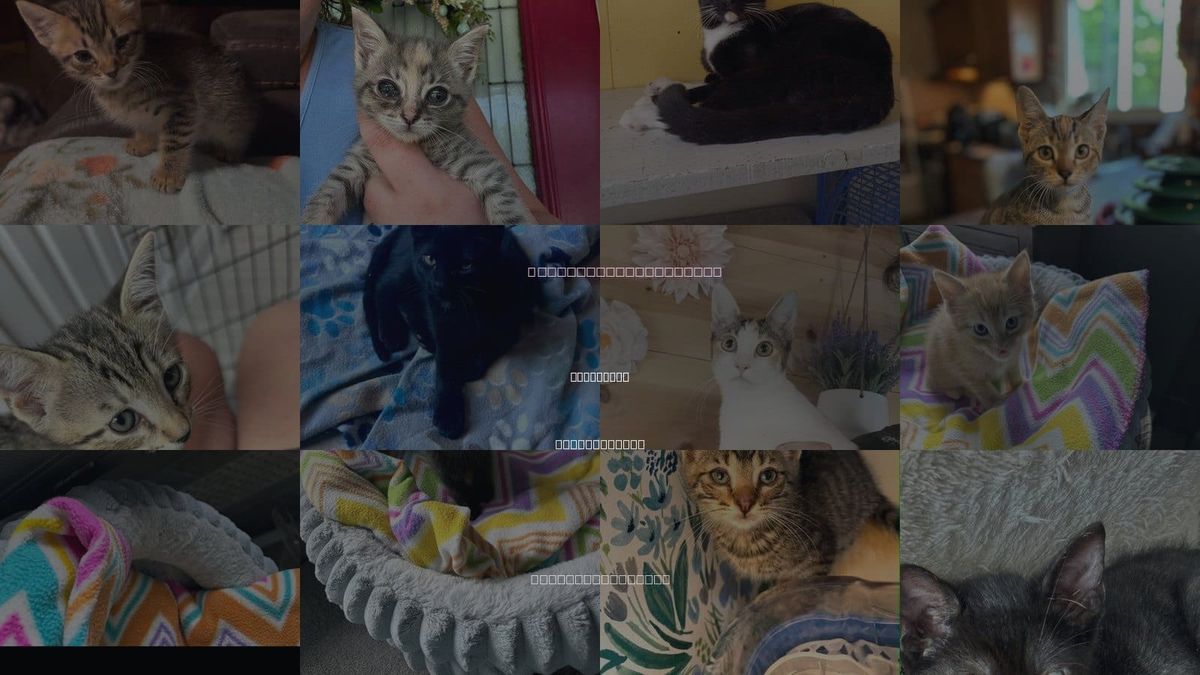 Cats for Adoption in Pawtucket, Rhode Island