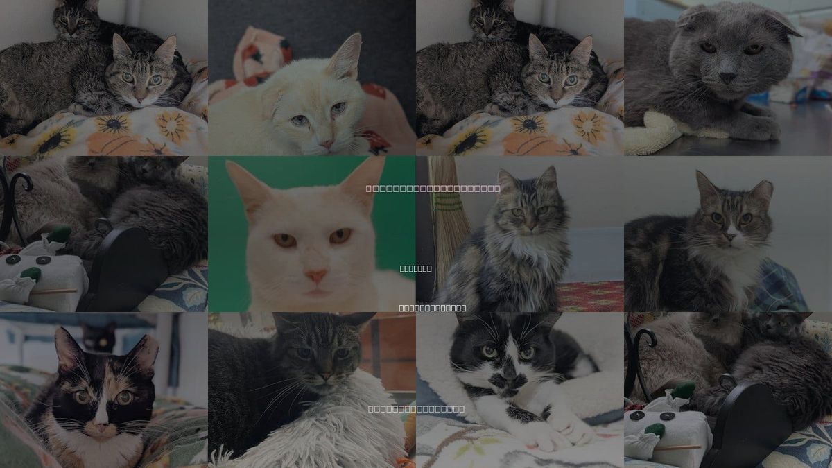 Cats for Adoption in Peabody, Massachusetts