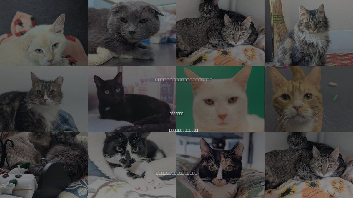 Cats for Adoption in Peabody, Massachusetts