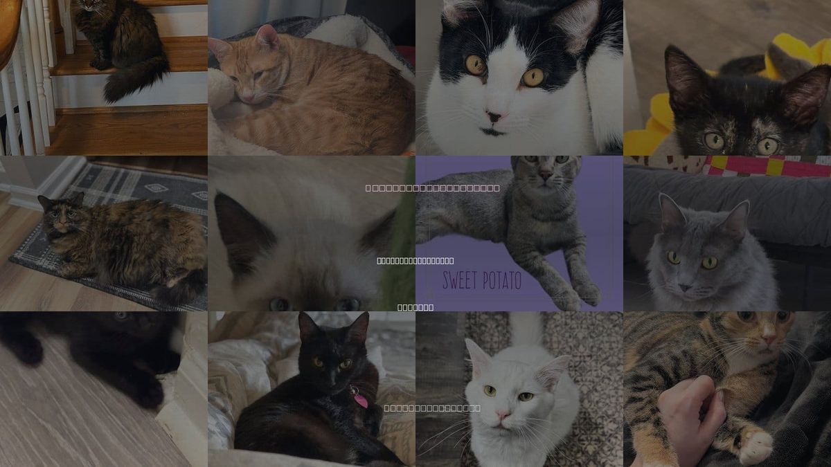 Cats for Adoption in Peachtree Corners, Georgia