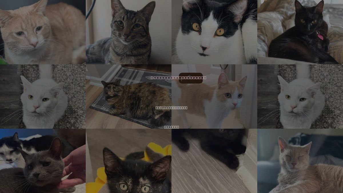 Cats for Adoption in Peachtree Corners, Georgia