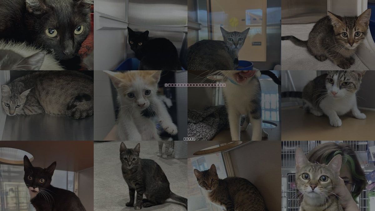 Cats for Adoption in Pearland, Texas