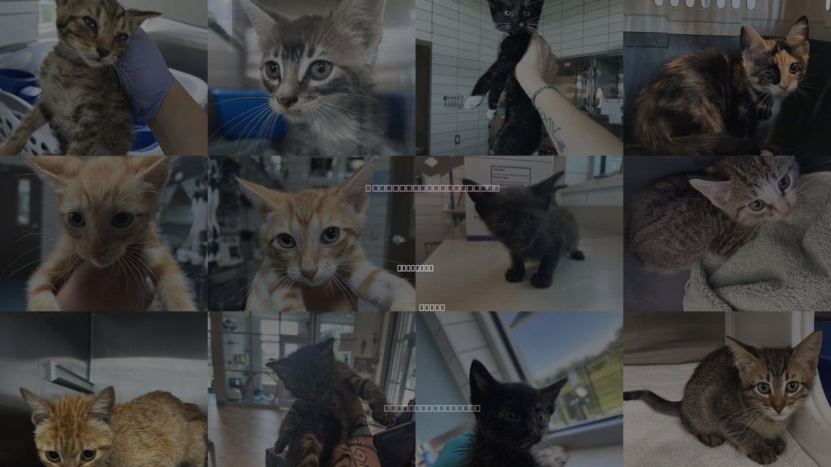 Cats for Adoption in Pearland, Texas