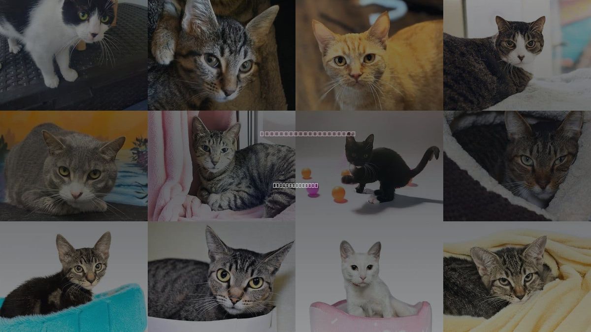 Cats for Adoption in Pembroke Pines, Florida