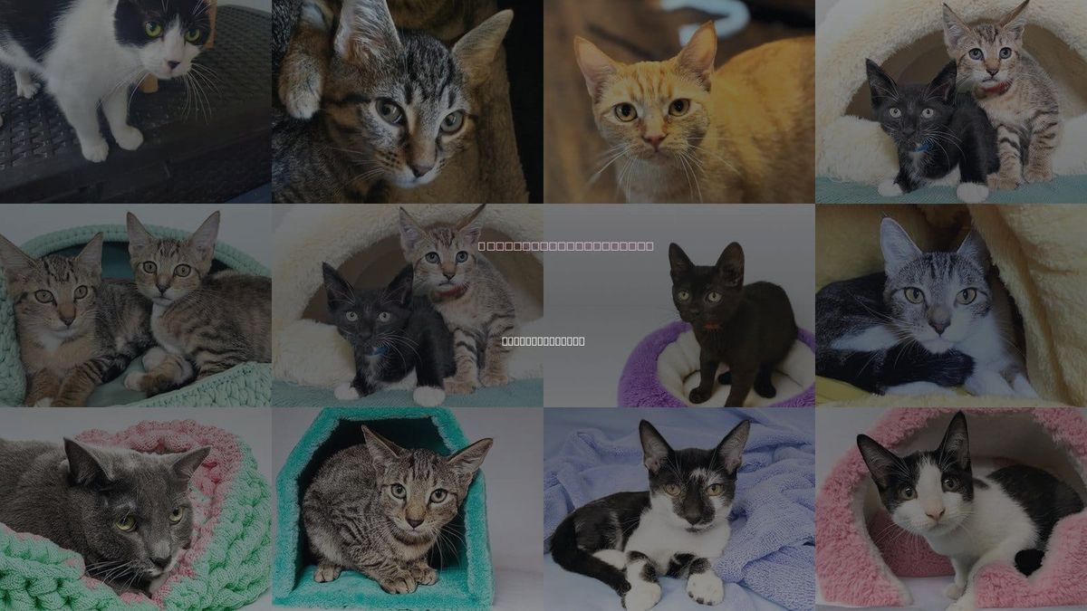 Cats for Adoption in Pembroke Pines, Florida