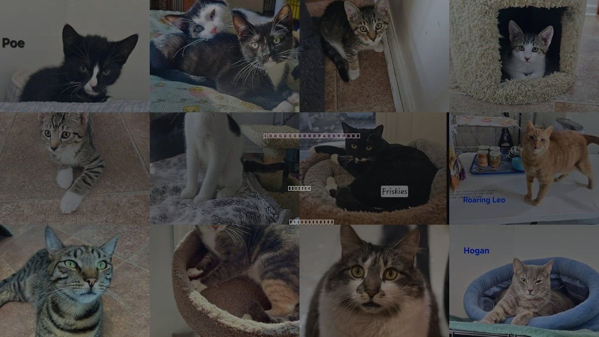 Cats for Adoption in Penndel, Pennsylvania