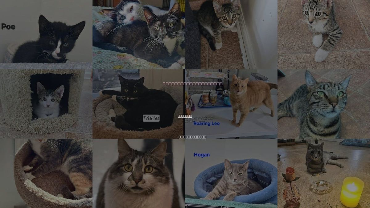 Cats for Adoption in Penndel, Pennsylvania