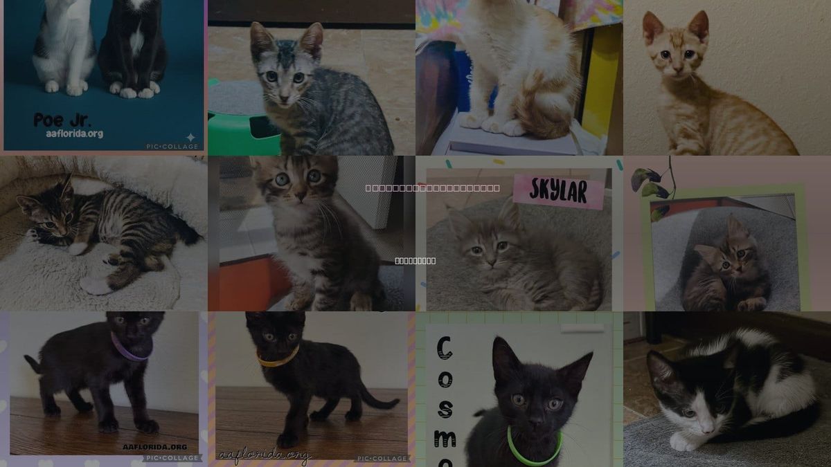 Cats for Adoption in Pensacola, Florida