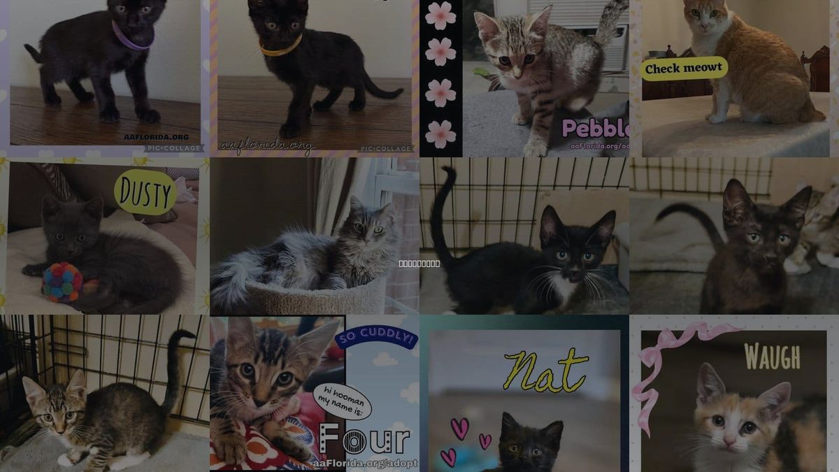 Cats for Adoption in Pensacola, Florida