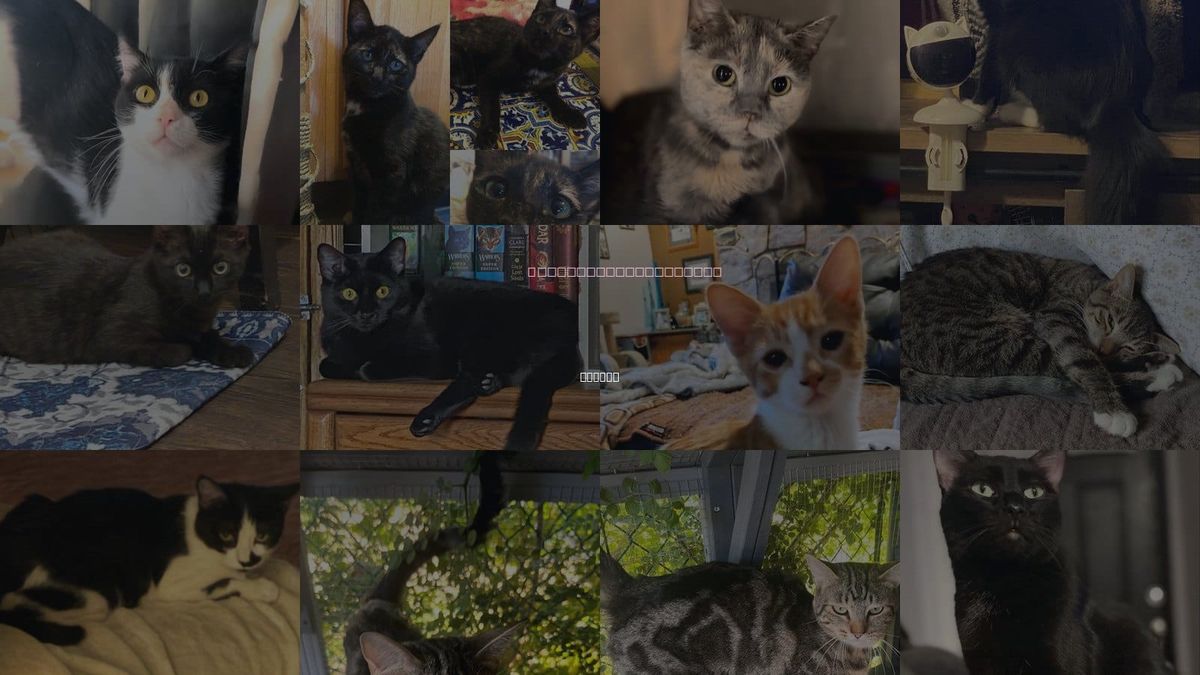 Cats for Adoption in Peoria, Arizona