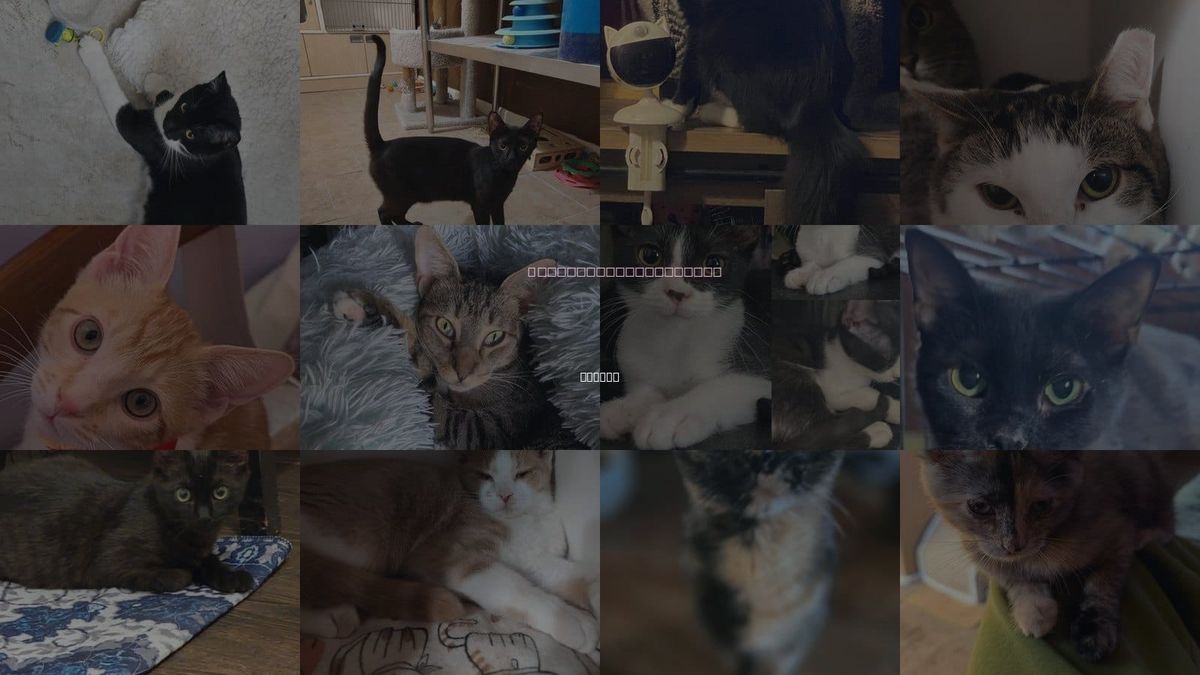 Cats for Adoption in Peoria, Arizona