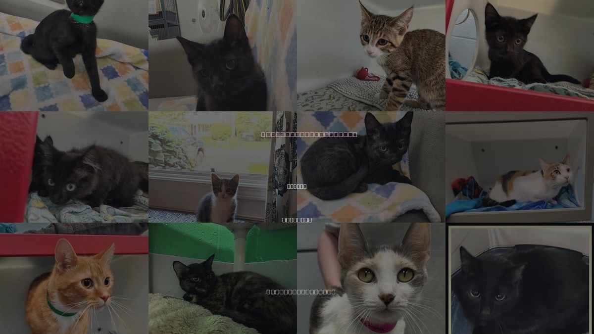Cats for Adoption in Peoria, Illinois