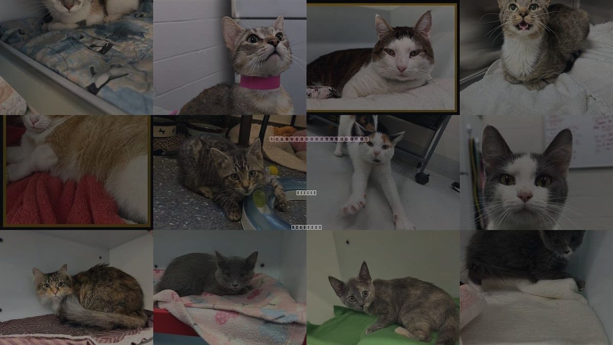 Cats for Adoption in Peoria, Illinois
